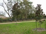 Glenmore Forest park 8000 Wingo Houston, Texas 77055 (23).JPG